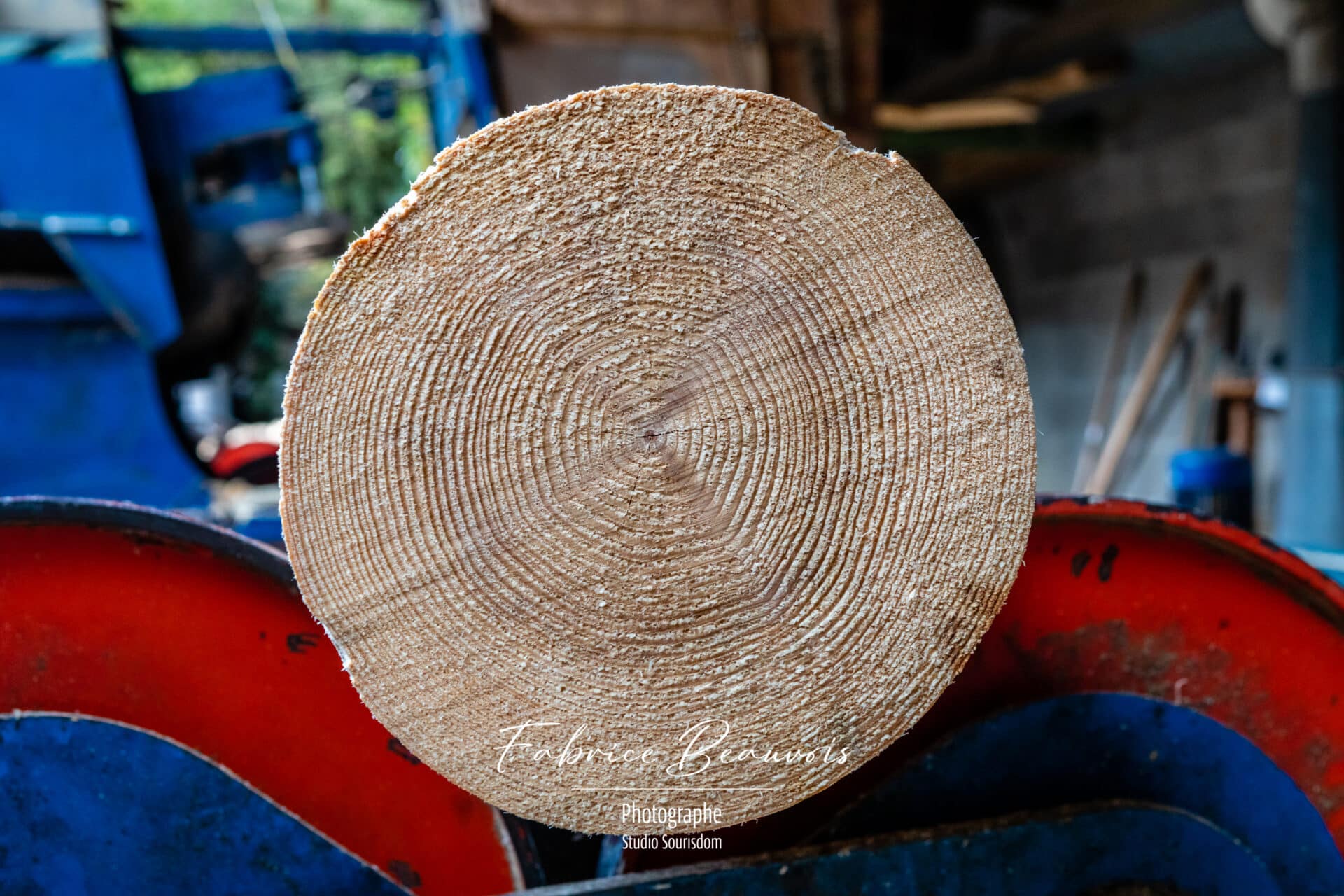 Coupe face des troncs d'arbres avec vue parfaite sur les sillons