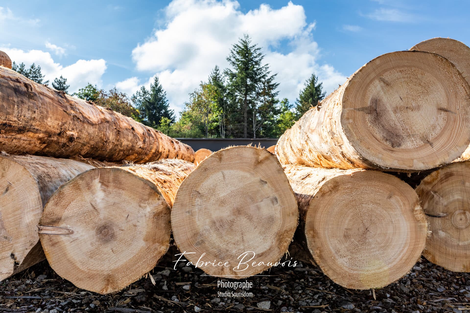 Troncs d'arbres entassés après l'écorçage et une première coupe.